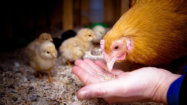 How Long Can Chickens Go Without Food? Discover Their Survival Secrets!