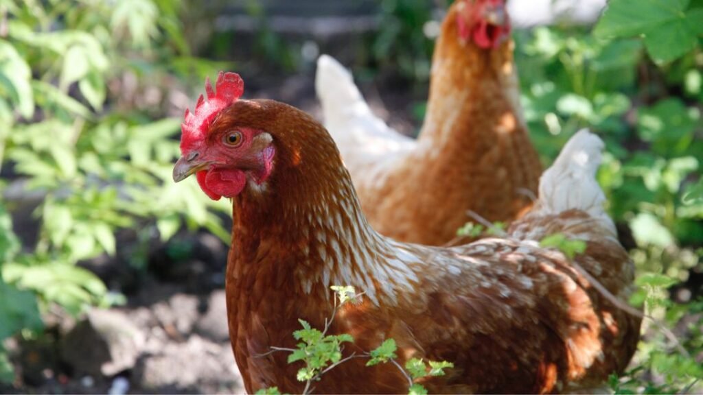 Keep Chickens Out of the Garden