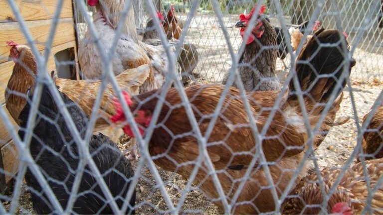 Rentacoop Solar-Powered Electric Poultry Netting: Boost Your Farm’s Productivity!