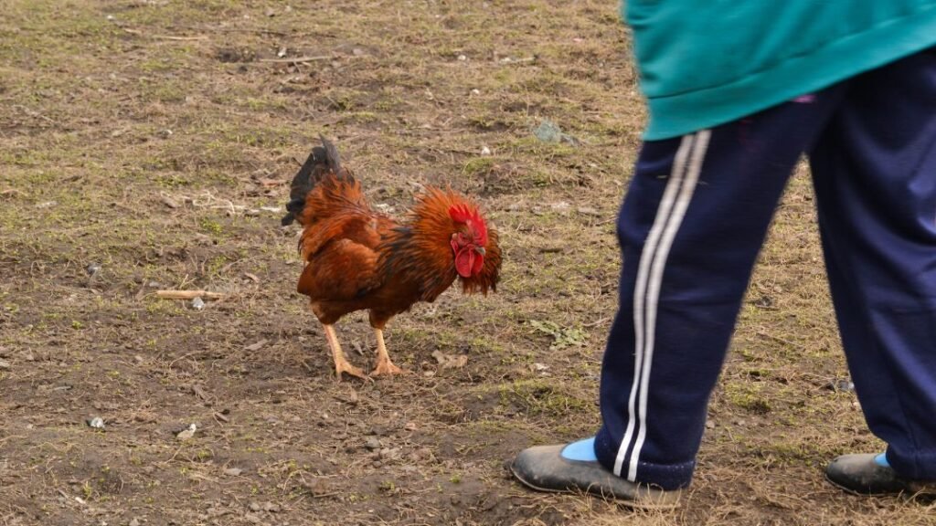 Taming an Aggressive Rooster