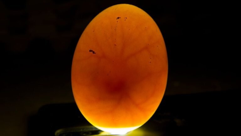 Candling Chicken Eggs: Ensuring Healthy Hatches