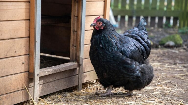 Black Chicken Breeds