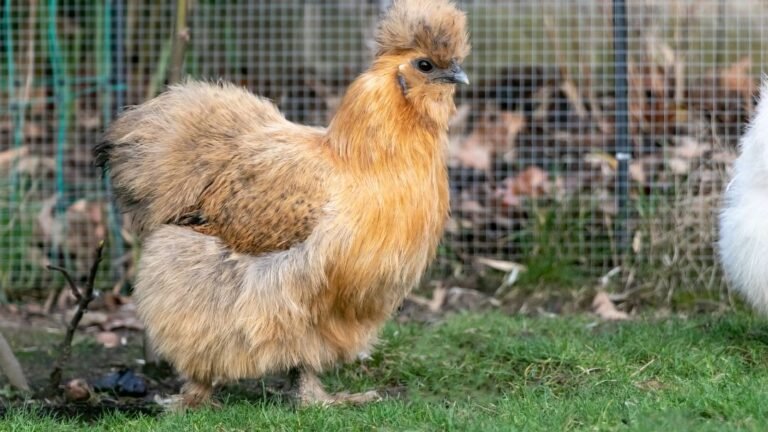 Buff Silkie chicken