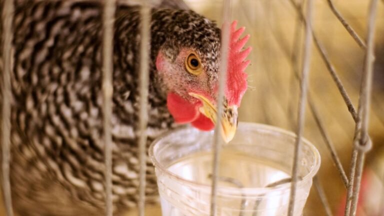 Can Chickens Drink Beer