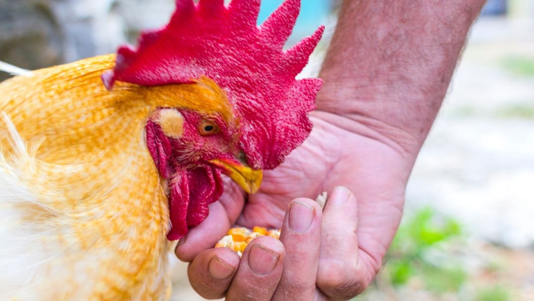 Detailed Can Roosters Eat Layer Feed Abstract in HD Detailed Can Roosters Eat Layer Feed Abstract in HD