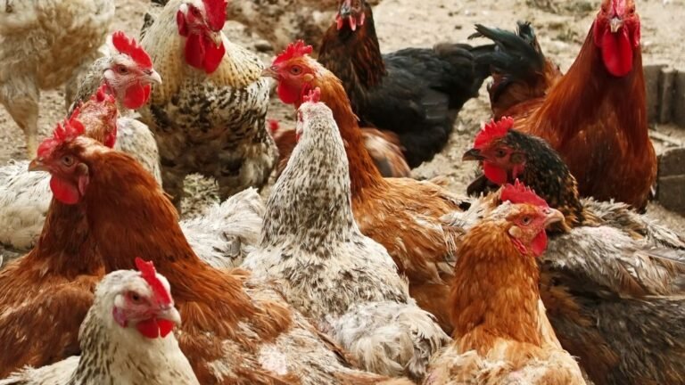 Chicken Breeding And Genetics