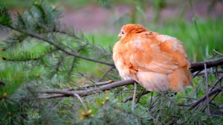 Chicken Roosts