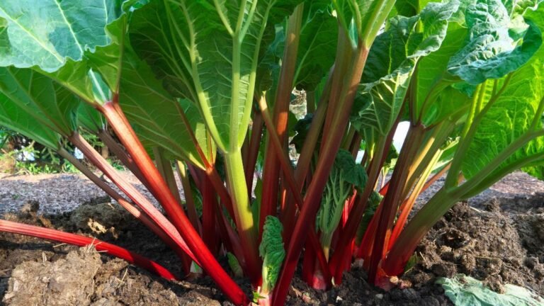 Chickens Eat Rhubarb