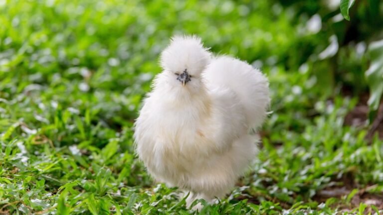 Chickens With Afros