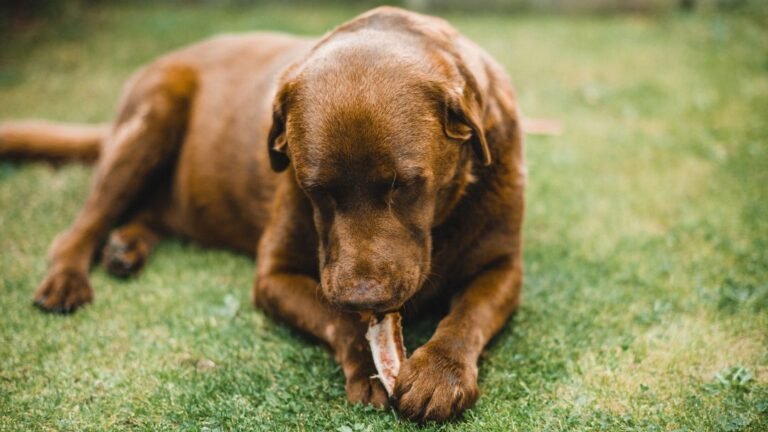 Dogs Eating Chicken Poop