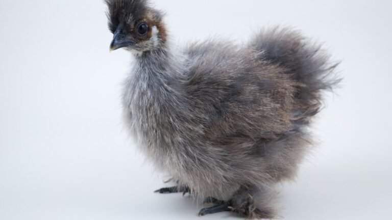 Fluffy Chicken Breed