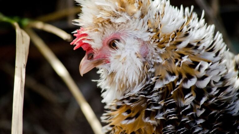 Frizzle Chicken