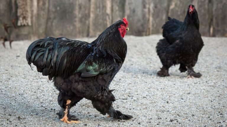 Giant Chicken Breed