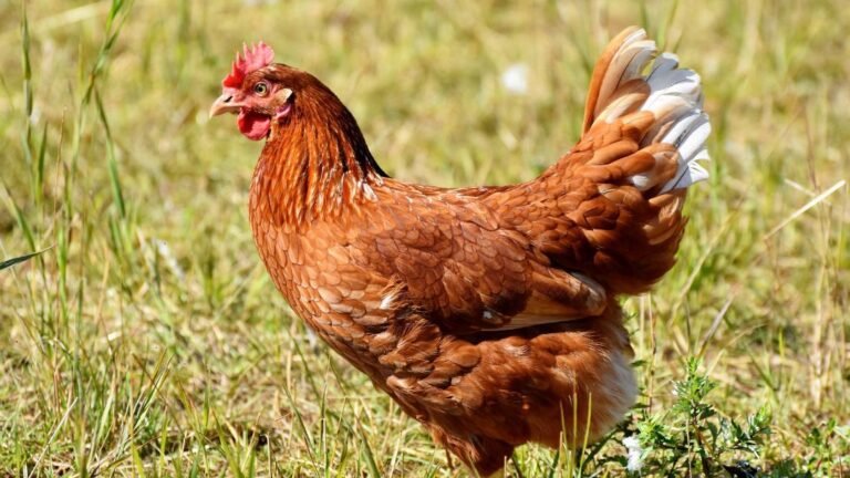 Water Belly in Chickens