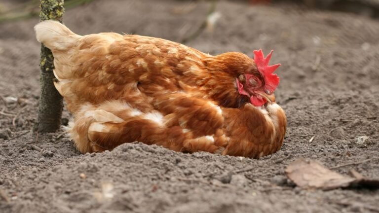 Why Does My Chicken Sleeps During The Day