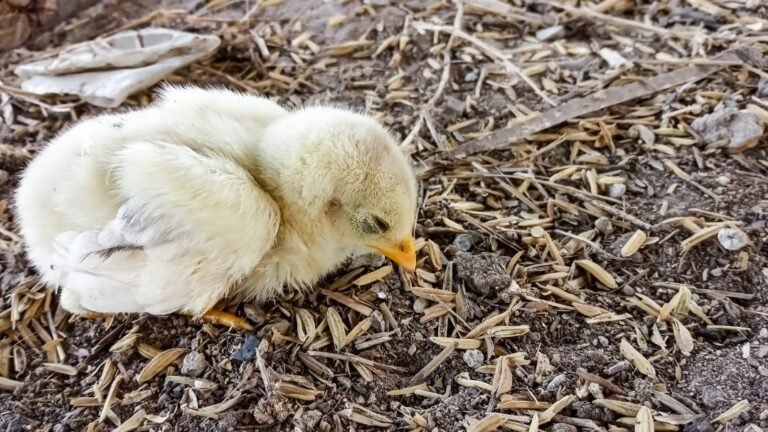 Yellow Diarrhea in Chickens