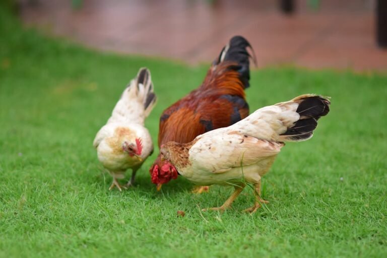 Colorful chickens foraging on a vibrant green lawn, showcasing natural behavior and rural life.