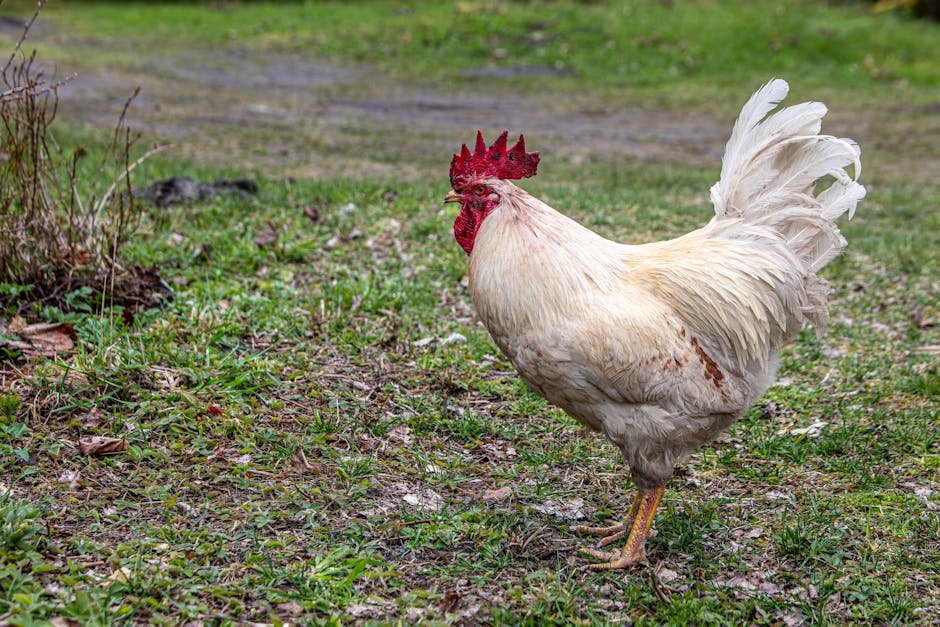 12 Surprising Explanations: Chickens Lay Soft Shell Eggs