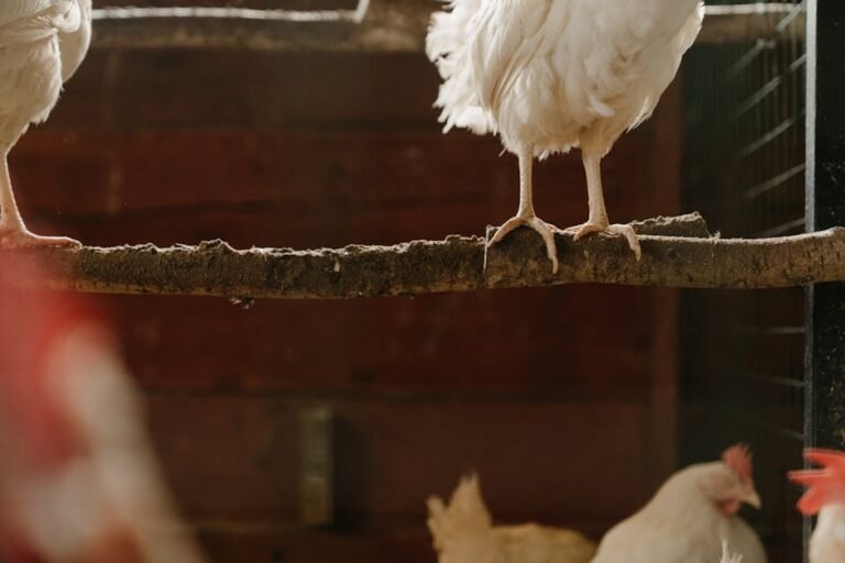 White chickens perched on branches inside a country-style wooden coop.