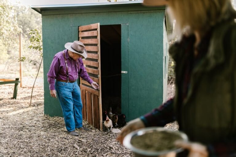 A farmer in casual attire feeds chickens outside a wooden coop in the countryside.