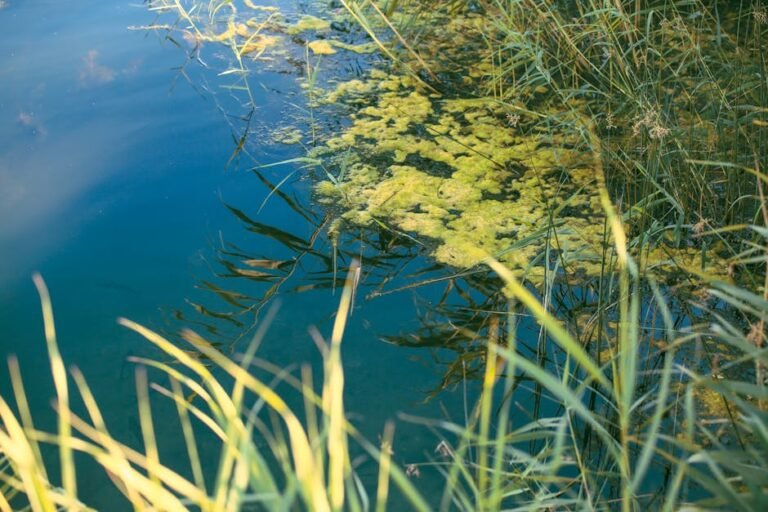 Calm pond scene with algae, reeds, and reflective blue waters. Peaceful and natural.