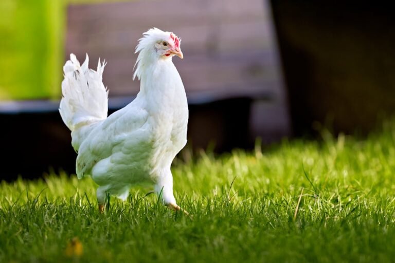 Beautiful crested white chicken standing on lush green grass in sunlight.