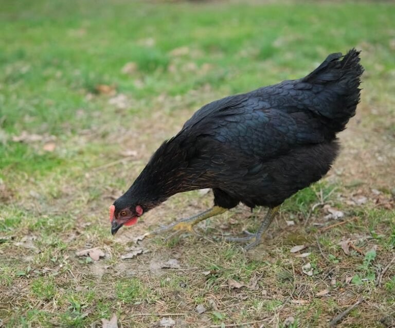 A black chicken searching for food on the grass in an outdoor setting.