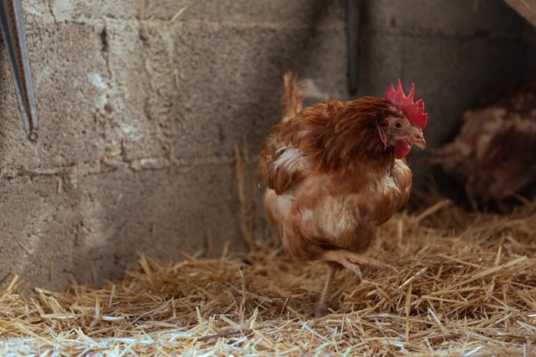 Close-up of a brown hen in a rural chicken coop on straw bedding, showcasing farm life.