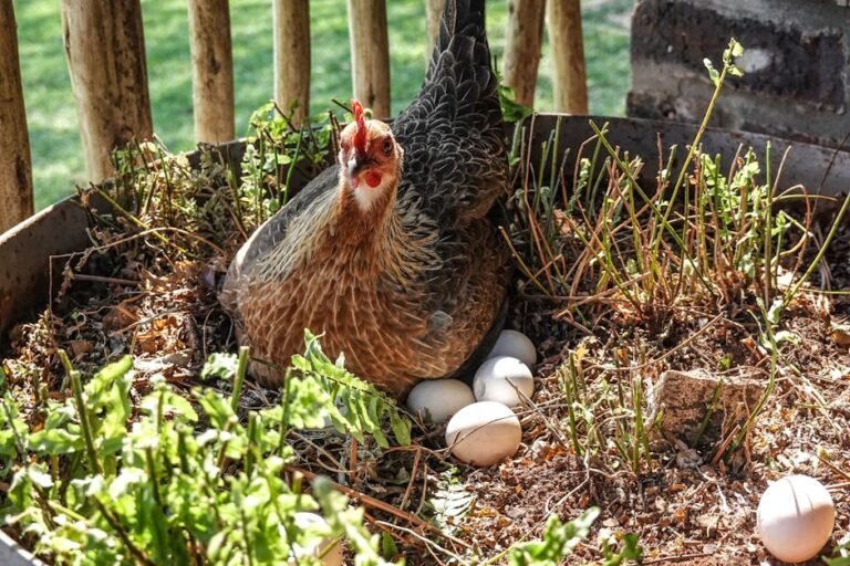 A hen calmly nesting with several eggs in an outdoor garden environment.