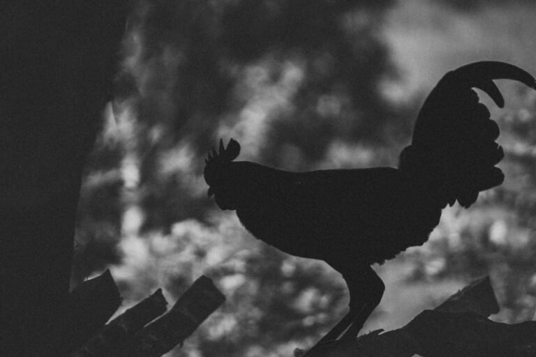 Dramatic black and white silhouette of a rooster in a natural setting.