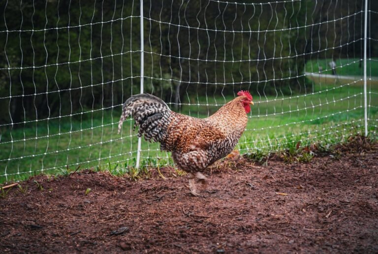 A vibrant rooster struts in a fenced farm area, showcasing natural farm life.