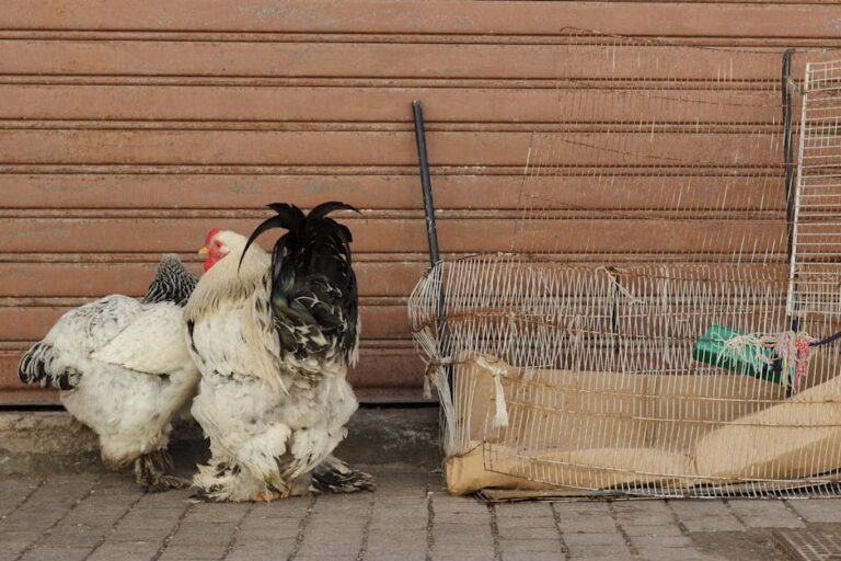 Two large chickens standing near a rusty wire cage against a brown backdrop.