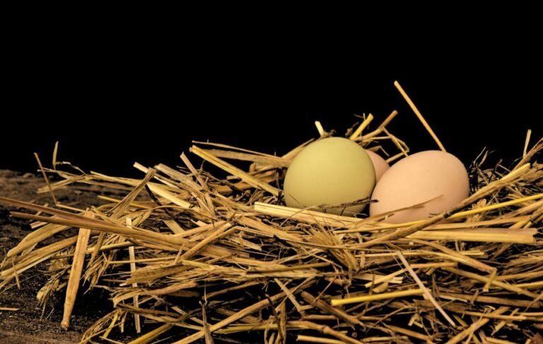 A detailed close-up shot of eggs in a straw nest, highlighting the natural textures.