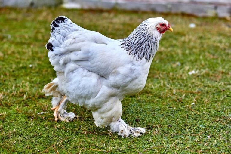 Close-up of a Brahma chicken on grass showcasing rural poultry life.
