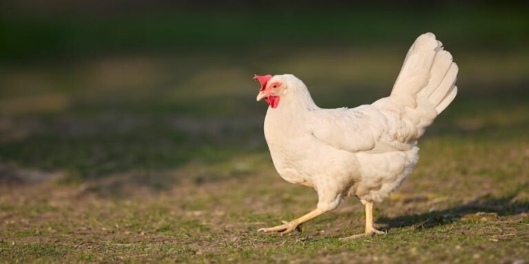 White Leghorn hen walking in a rural field during sunset, highlighting its feathers.