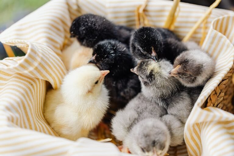 A close-up of fluffy baby chicks gathered in a striped fabric-lined woven basket.