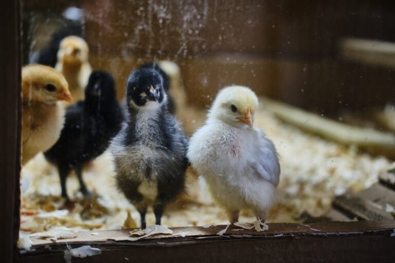 Close-up of cute fluffy chicks inside a brooder cage. Great for farm and animal themes.