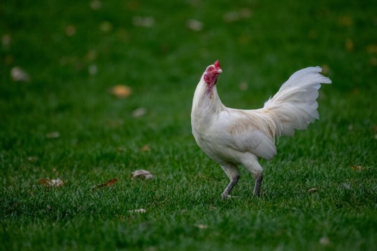 A white chicken standing calmly on lush green grass, showcasing natural beauty.