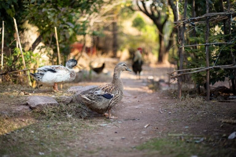 Ducks and a rooster wandering on a rustic farm path surrounded by greenery.