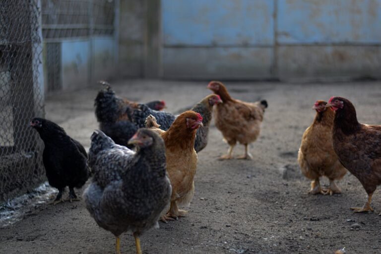 A group of hens roam freely in an open farmyard, showcasing rural agriculture.