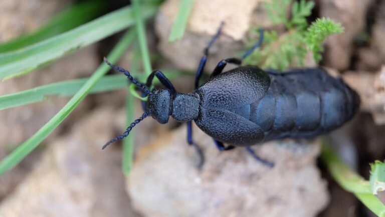 Detailed macro photograph of a black beetle on rocks among grass, showcasing its textured body and antennae.