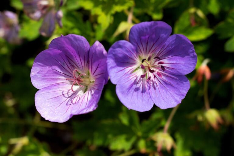 Close-up of two vibrant purple geranium flowers in natural sunlight, highlighting their delicate beauty.