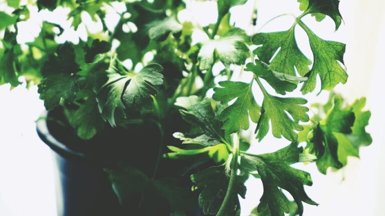 Close-up of vibrant parsley leaves growing indoors, thriving in a pot.