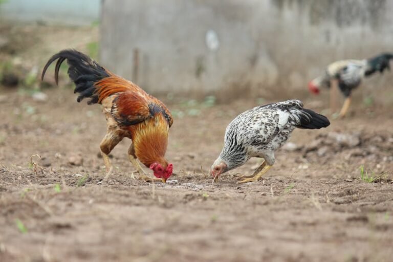 Close-up of chickens foraging for food on a farm, showcasing their colorful plumage and natural behavior.