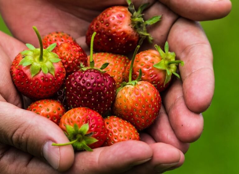 A close-up image of fresh strawberries held in a pair of hands, showcasing their vibrant color and texture.