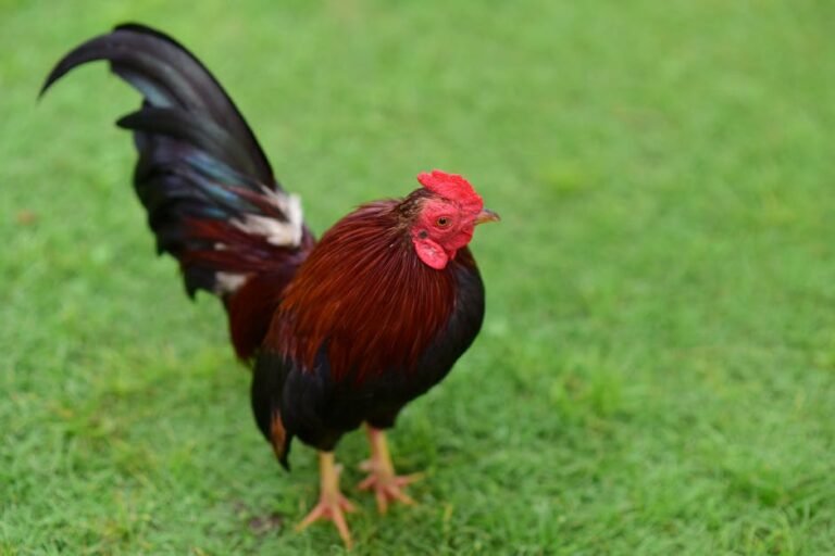 Vibrant rooster on green grass, showcasing its colorful feathers in a natural setting.