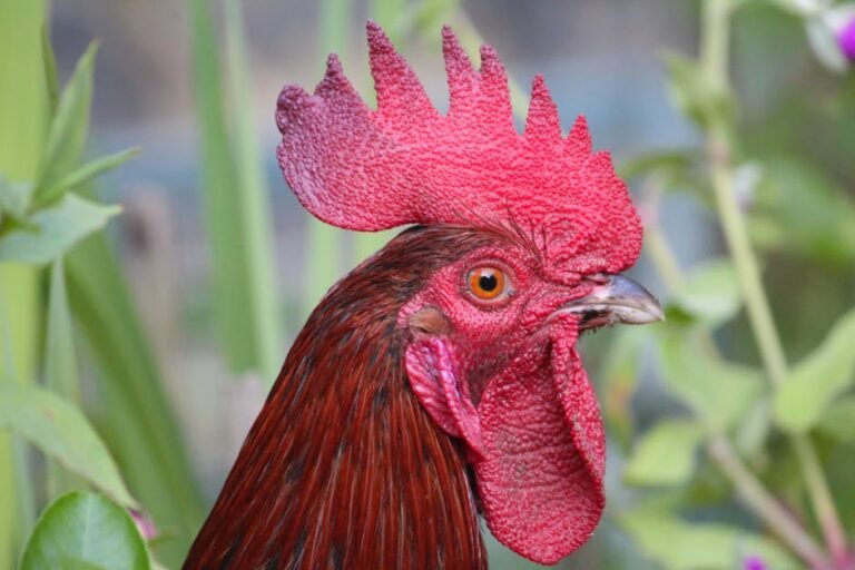 Detailed portrait of a vibrant red rooster with sharp focus on its eye and feathers.