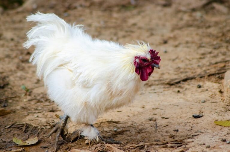 A fluffy white Silkie chicken with a red comb walking on earthy soil outdoors.