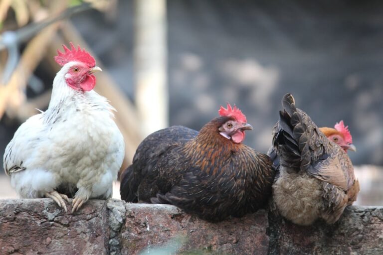 Three chickens sitting on a stone wall in an outdoor setting, captured in natural light.