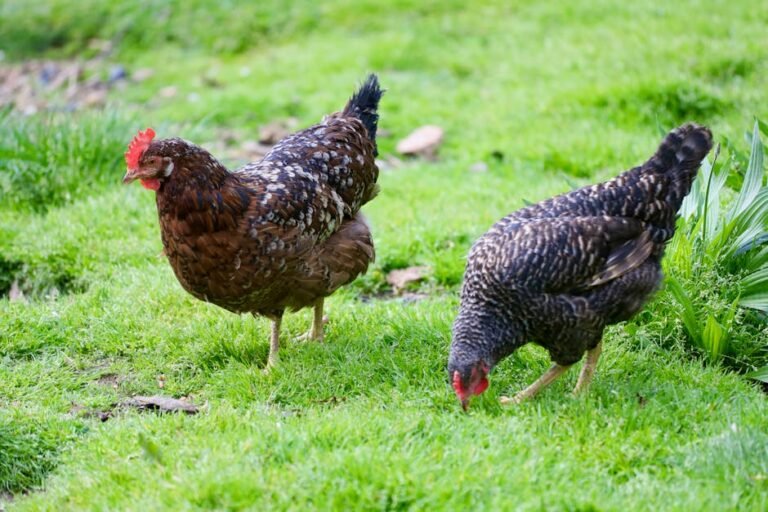 Two hens pecking and exploring on a vibrant green field, showcasing rural farm life.